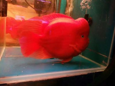 龍魚可以和財神鸚鵡一起養嗎怎么養：龍魚和財神鸚鵡可以混養但需要掌握一定的方法以避免不良影響