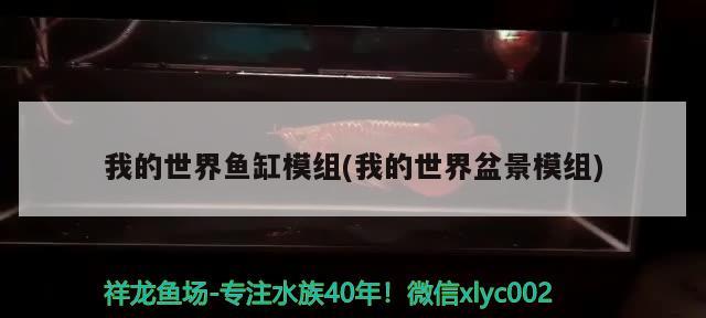 龍魚混養什么魚最好看：龍魚和什么混養好看 龍魚混養什么魚最好看：龍魚和什么混養好看 龍魚百科 第2張