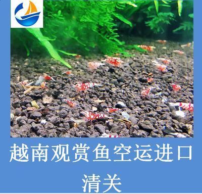 進口紅龍魚清關手續要多久：進口紅龍魚清關手續要多久流程和時間框架注意事項 進口紅龍魚清關手續要多久：進口紅龍魚清關手續要多久流程和時間框架注意事項 龍魚百科 第5張