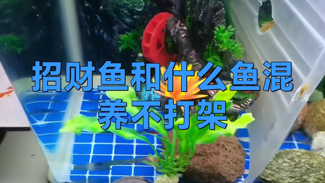 推薦一些與招財龍魚混養(yǎng)的魚種