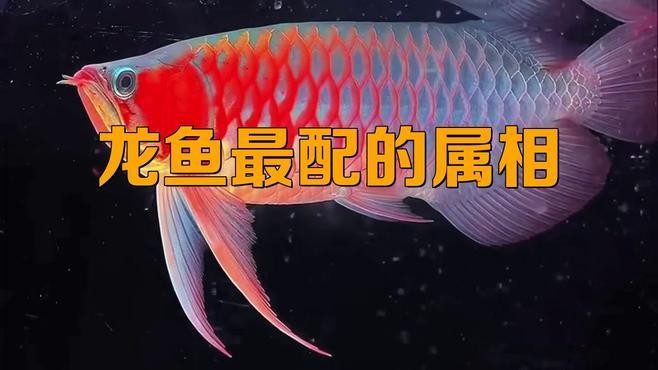 龍魚(yú)混養(yǎng)的最佳伙伴有哪些？