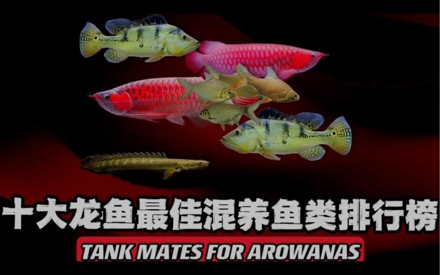 龍魚(yú)混養(yǎng)的最佳伙伴有哪些？