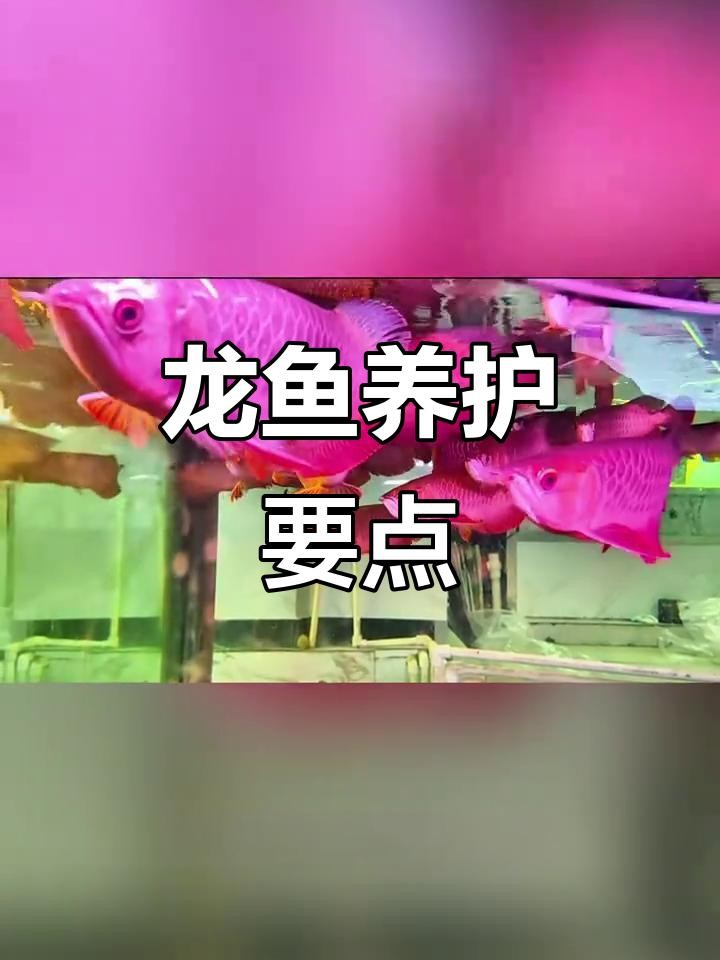 龍魚(yú)混養(yǎng)的最佳伙伴有哪些？