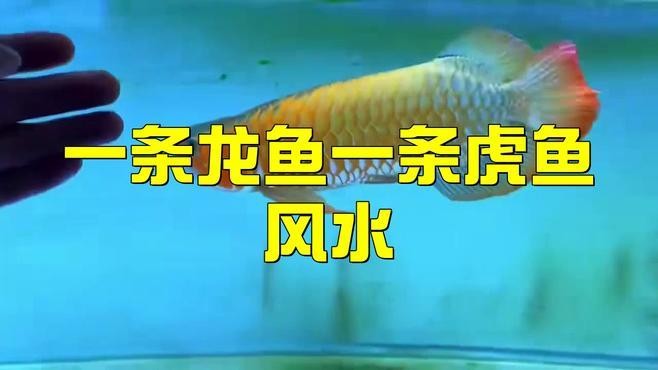 龍魚(yú)混養(yǎng)的最佳伙伴有哪些？