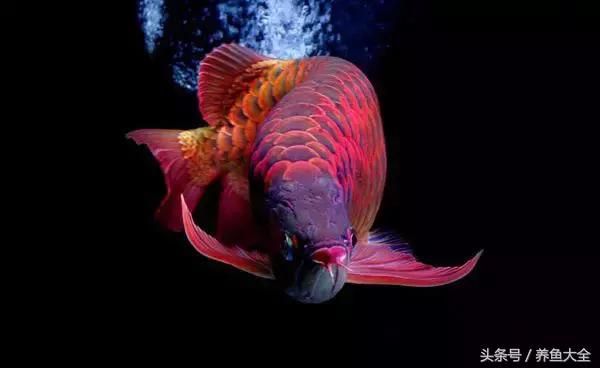 金龍魚(yú)單邊掉眼怎么辦：金龍魚(yú)一側(cè)掉眼怎么辦