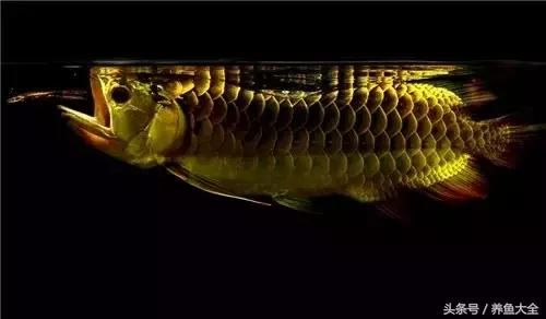 金龍魚(yú)單邊掉眼怎么辦：金龍魚(yú)一側(cè)掉眼怎么辦