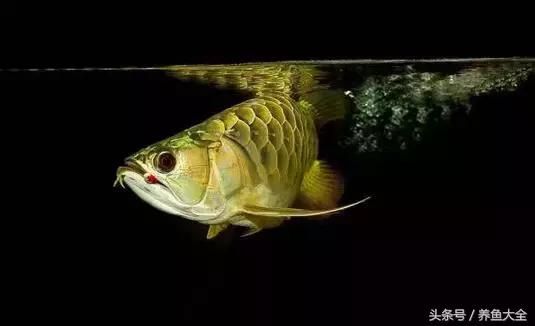 金龍魚(yú)單邊掉眼怎么辦：金龍魚(yú)一側(cè)掉眼怎么辦
