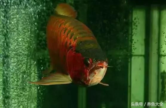 金龍魚(yú)單邊掉眼怎么辦：金龍魚(yú)一側(cè)掉眼怎么辦