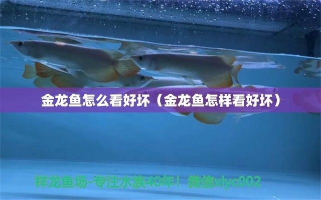 金龍魚產品好不好怎么看出來：如果這里的“金龍魚”是指觀賞魚