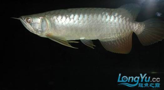 龍魚和什么魚混養好看又好養：選擇與龍魚混養的魚類應注意以下幾點，龍魚和什么魚混養好看又好養