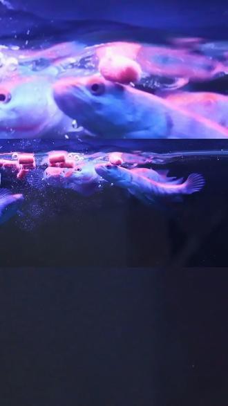 紅帝王雷龍魚介紹