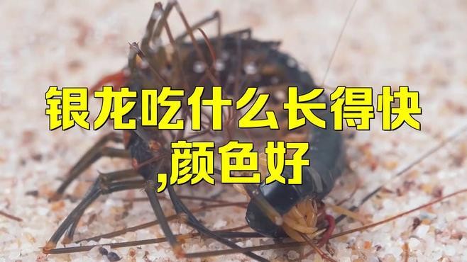銀龍魚怎么喂養長得快