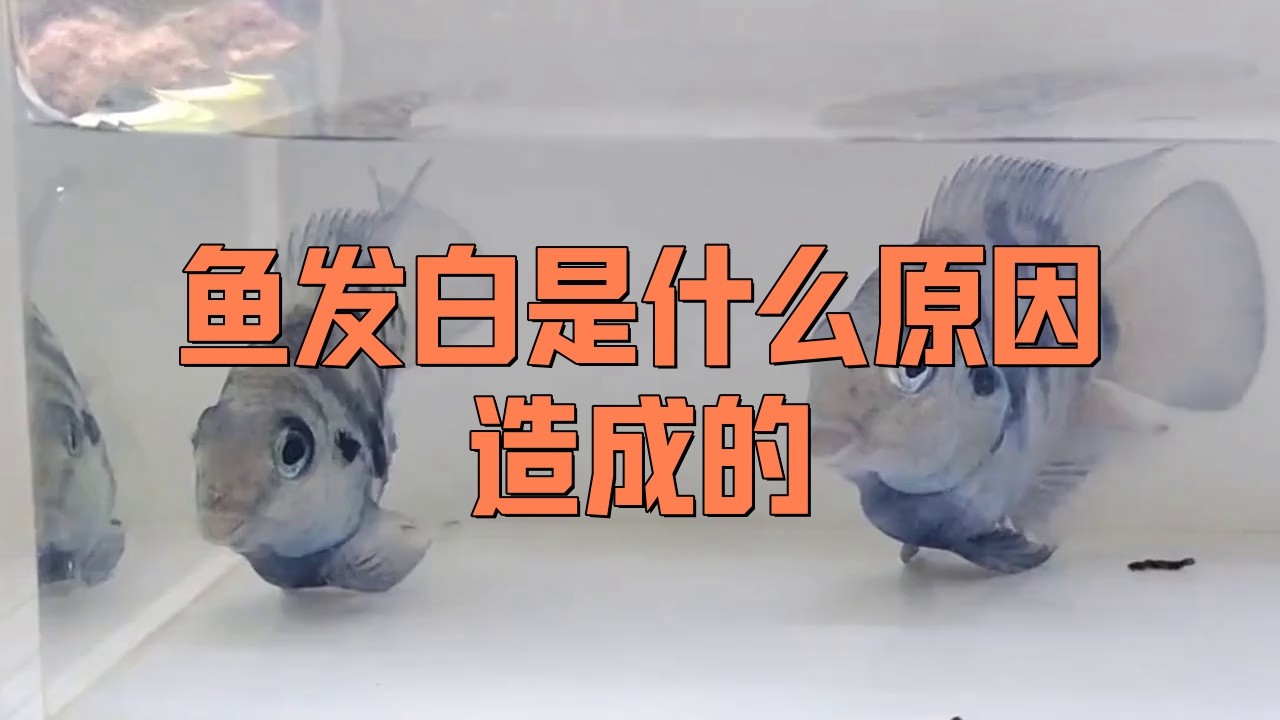 金龍魚變白是什么原因造成的
