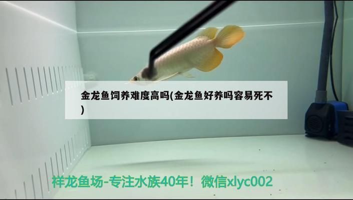 金龍魚到底好不好養（金龍魚的飼養難度如何？）