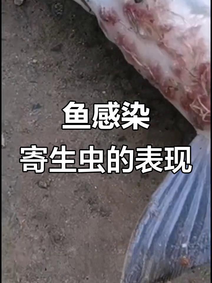 如何判斷龍魚是否感染了體外寄生蟲？