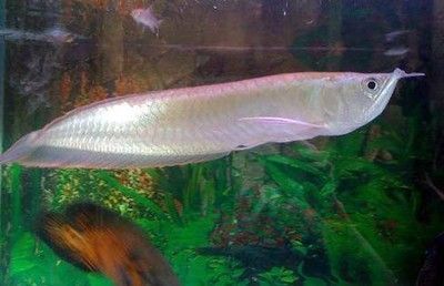 銀龍魚催財效果的具體表現：銀龍魚混養風水講究,銀龍魚招財案例分析 銀龍魚催財效果的具體表現：銀龍魚混養風水講究,銀龍魚招財案例分析 龍魚百科 第3張