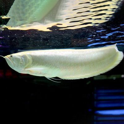 銀龍魚催財效果的具體表現：銀龍魚混養風水講究,銀龍魚招財案例分析 銀龍魚催財效果的具體表現：銀龍魚混養風水講究,銀龍魚招財案例分析 龍魚百科 第2張