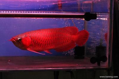 龍魚一般長多大的魚：龍魚的體型大小因其其品種的不同而有所差異 龍魚一般長多大的魚：龍魚的體型大小因其其品種的不同而有所差異 龍魚百科 第2張