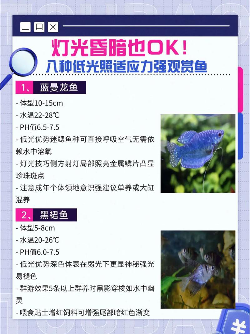 藍底龍魚用什么顏色的燈好看呢圖片