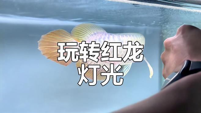 藍底龍魚用什么顏色的燈好看呢圖片