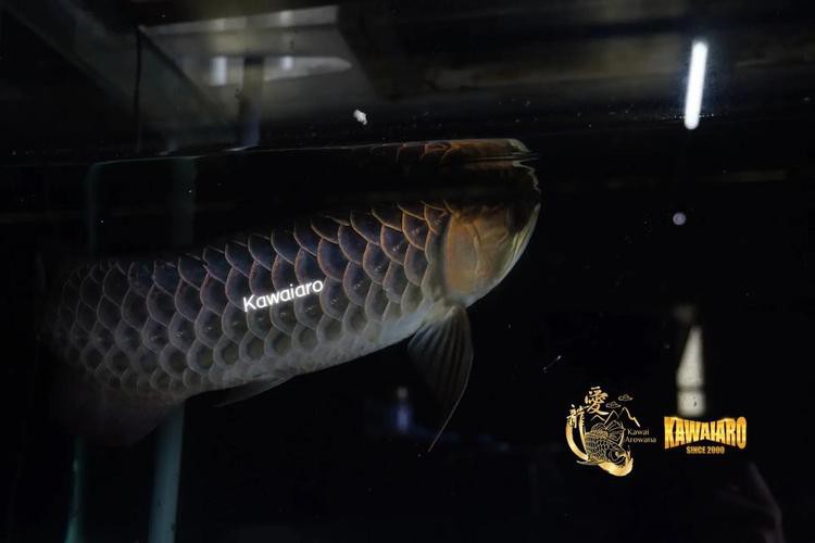 藍底龍魚用什么顏色的燈好看呢圖片