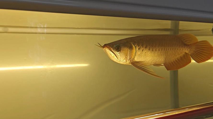 藍底龍魚用什么顏色的燈好看呢圖片