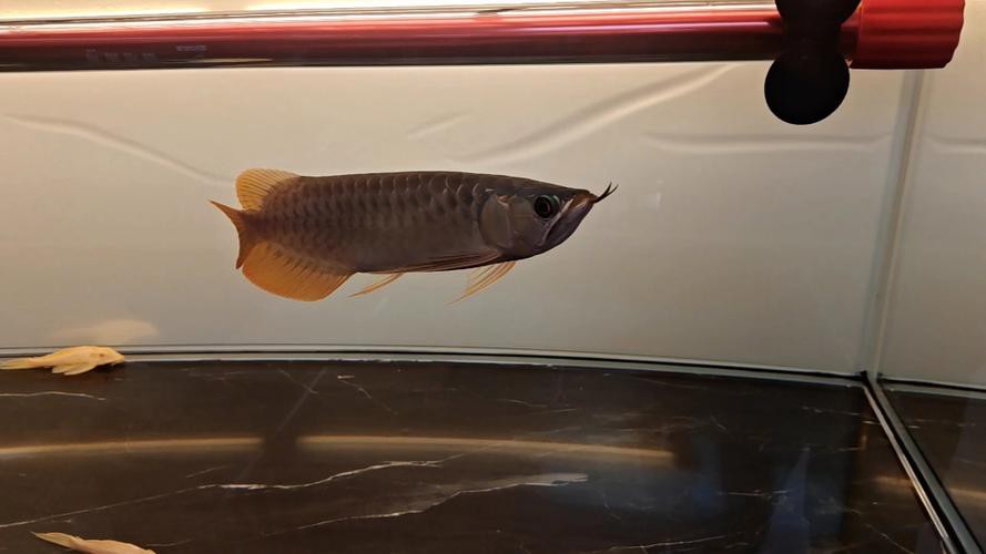 藍底龍魚用什么顏色的燈好看呢圖片