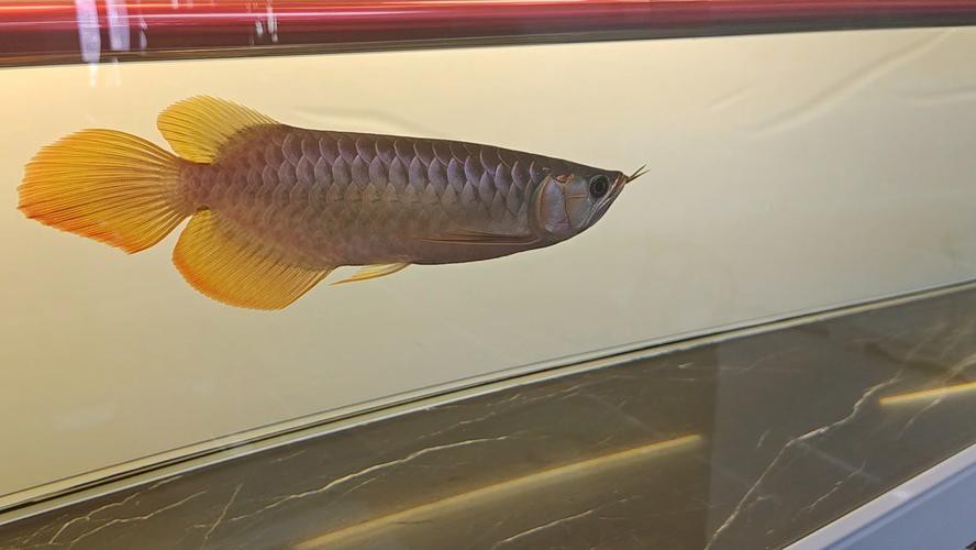 藍底龍魚用什么顏色的燈好看呢圖片