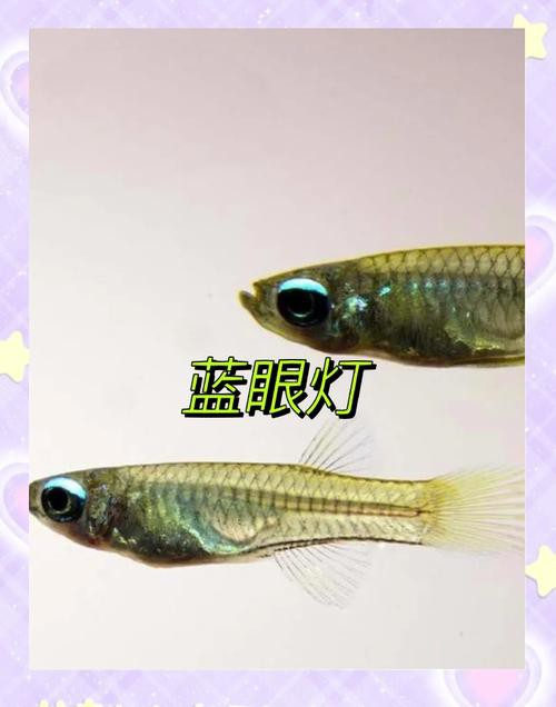 藍底龍魚用什么顏色的燈好看呢圖片