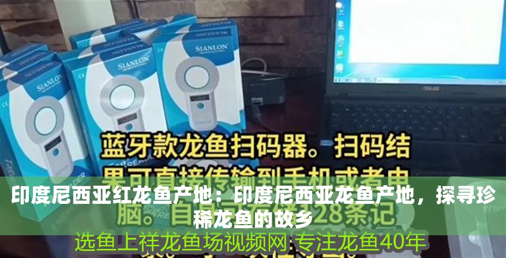 印度尼西亞紅龍魚產(chǎn)地：印度尼西亞龍魚產(chǎn)地，探尋珍稀龍魚的故鄉(xiāng)