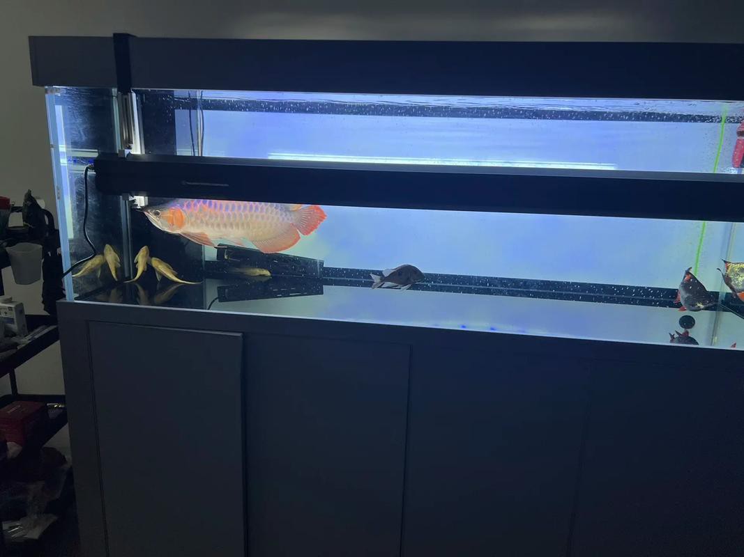 紅龍魚LED燈應該多久換一次？