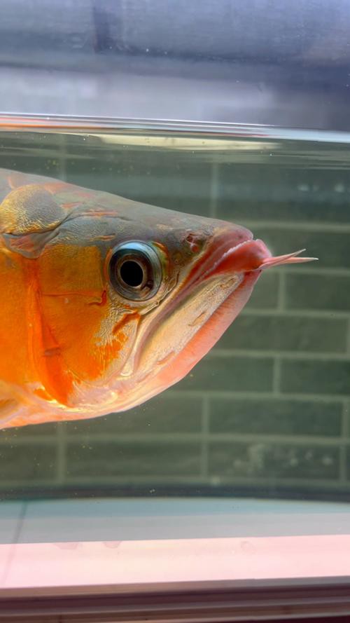 紅龍魚LED燈應該多久換一次？