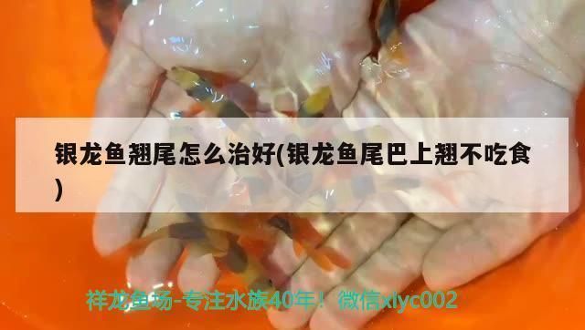 龍魚得了外寄怎么治療：龍魚不吃食怎么辦