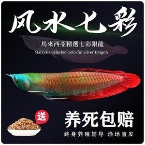 金龍魚魚苗批發價格表大全（金龍魚魚苗批發價格表） 金龍魚魚苗批發價格表大全（金龍魚魚苗批發價格表） 龍魚百科 第2張