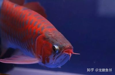 冠軍紅龍魚（2018國際頂級紅龍魚冠軍紅龍魚冠軍紅龍魚比賽抖音短視頻）