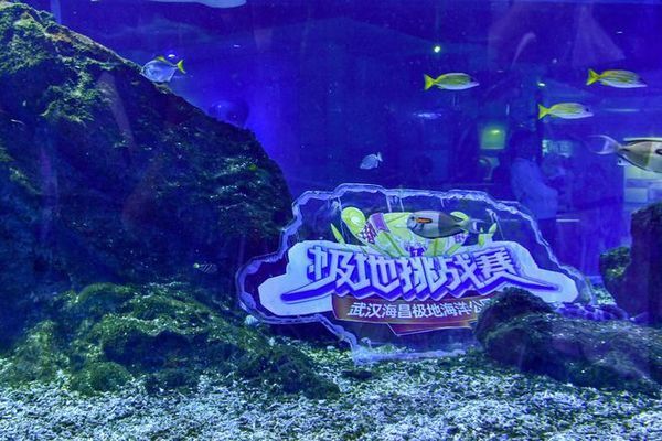 海豚撞擊球鯊魚的具體過程，關于海豚撞擊球鯊魚的詳細過程