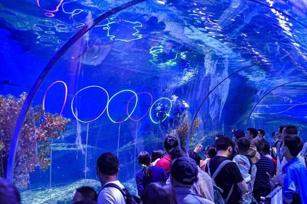 海豚撞擊球鯊魚的具體過程，關于海豚撞擊球鯊魚的詳細過程