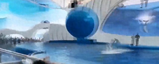 海豚撞擊球鯊魚的具體過程，關于海豚撞擊球鯊魚的詳細過程