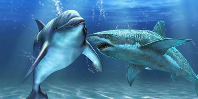 海豚撞擊球鯊魚的具體過程，關于海豚撞擊球鯊魚的詳細過程