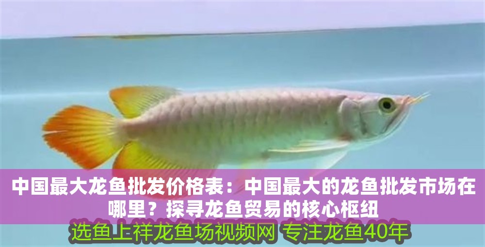 中國(guó)最大龍魚(yú)批發(fā)價(jià)格表：中國(guó)最大的龍魚(yú)批發(fā)市場(chǎng)在哪里？探尋龍魚(yú)貿(mào)易的核心樞紐