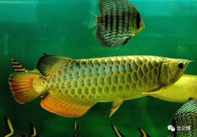 金龍魚和紅龍魚哪個壽命長一點（如何判斷龍魚健康狀態，延長龍魚壽命的科學方法）