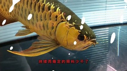 金龍魚和紅龍魚哪個壽命長一點（如何判斷龍魚健康狀態，延長龍魚壽命的科學方法）