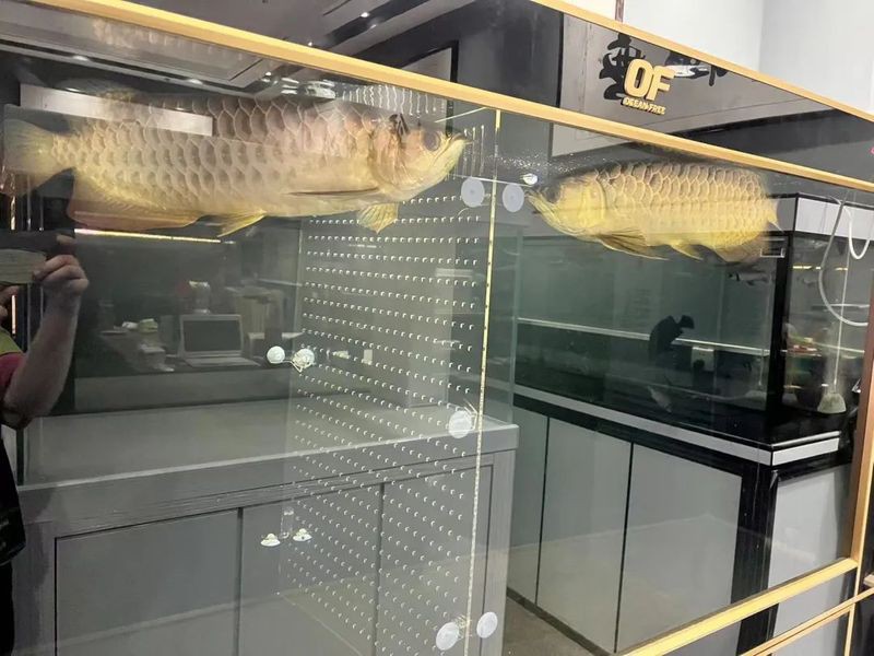 金龍魚繁殖需要多長時間 金龍魚繁殖需要多長時間 龍魚百科 第11張