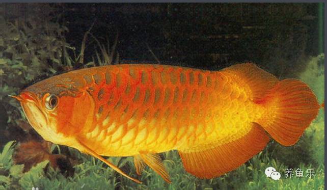 金龍魚繁殖需要多長時間 金龍魚繁殖需要多長時間 龍魚百科 第1張