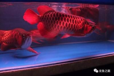 印尼坤甸買龍魚便宜嗎（印尼坤甸買龍魚價格）