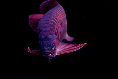 紅龍魚買多大的好養一點，紅龍魚養殖技術——紅龍魚的養殖 紅龍魚買多大的好養一點，紅龍魚養殖技術——紅龍魚的養殖 龍魚百科 第4張