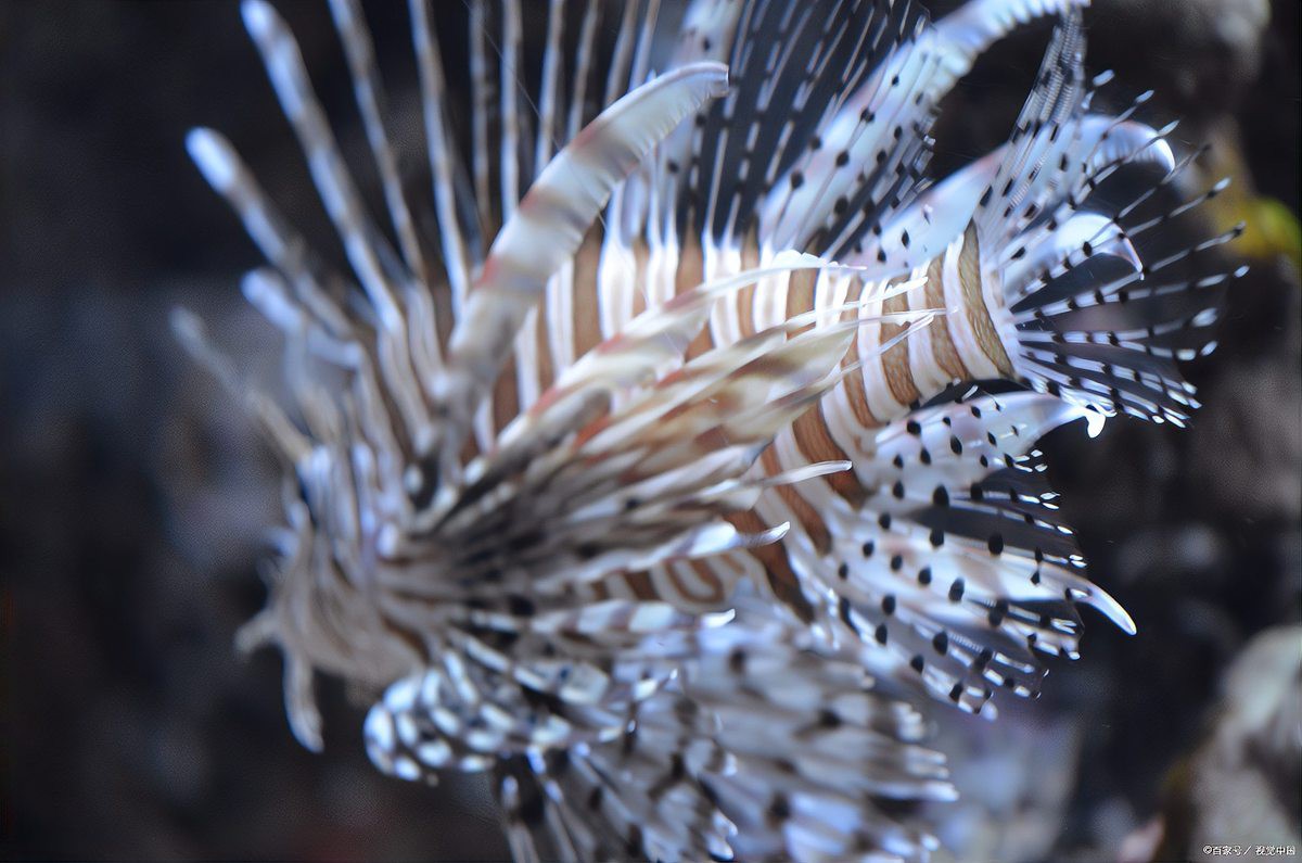 深海黑龍魚是什么魚