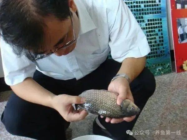 如何判斷魚身體充血的嚴(yán)重程度？