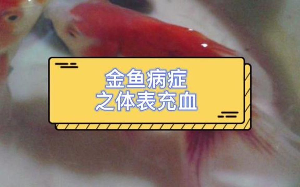 如何判斷魚身體充血的嚴(yán)重程度？