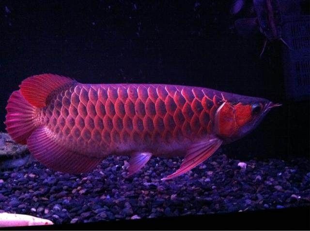 家里養(yǎng)金龍魚幾條最好吉利（關(guān)于在家里養(yǎng)金龍魚的數(shù)量，可以從實用性和風(fēng)水兩個角度來考慮） 家里養(yǎng)金龍魚幾條最好吉利（關(guān)于在家里養(yǎng)金龍魚的數(shù)量，可以從實用性和風(fēng)水兩個角度來考慮） 龍魚百科 第2張